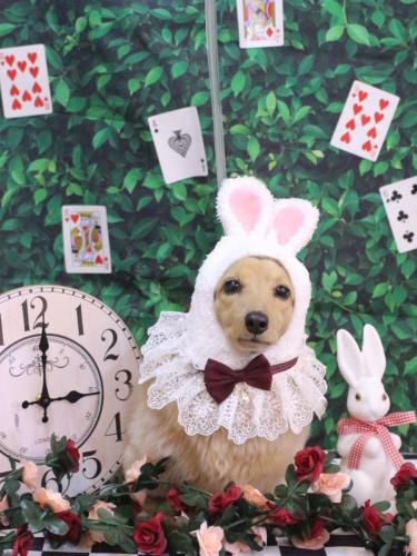 20250406モカちゃん